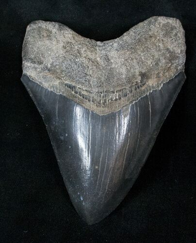 Grey Fossil Megalodon Tooth #12827